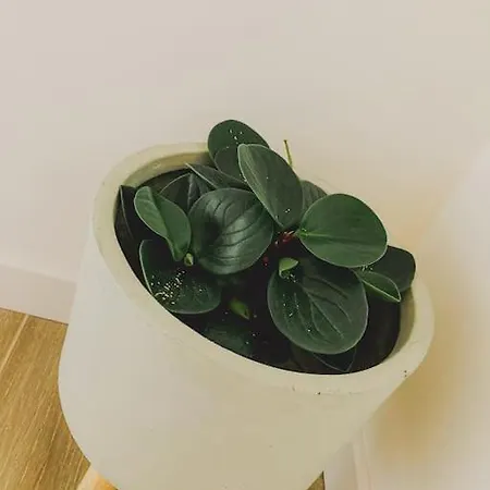 Magnifique T2 Proche Et Refait A Neuf Avec Terrasse * Menton